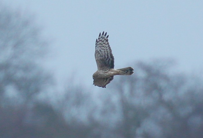 Hen Harrier