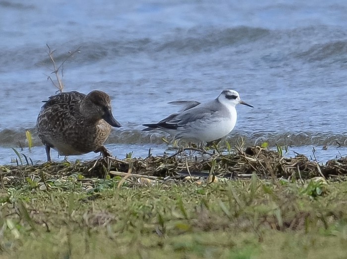 Grey Phalarope
