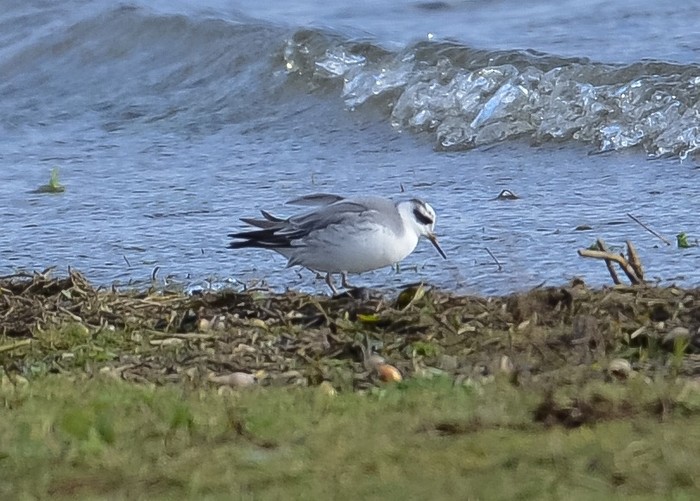 Grey Phalarope