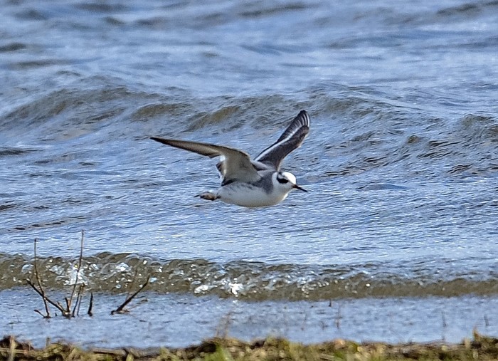 Grey Phalarope