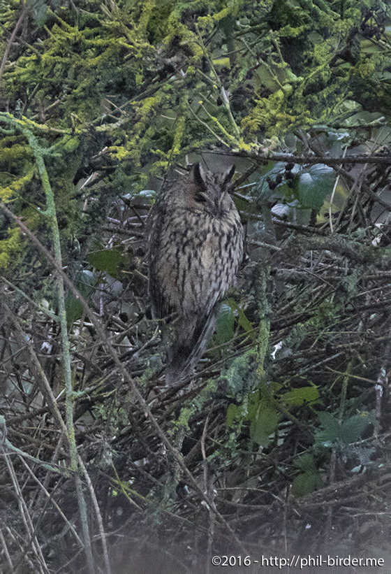 Long-eared Owl