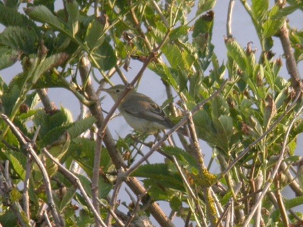 Icterine Warbler