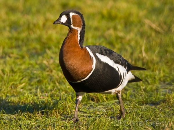 Red-breasted Goose