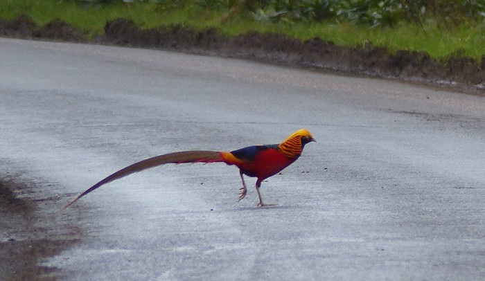 Golden Pheasant