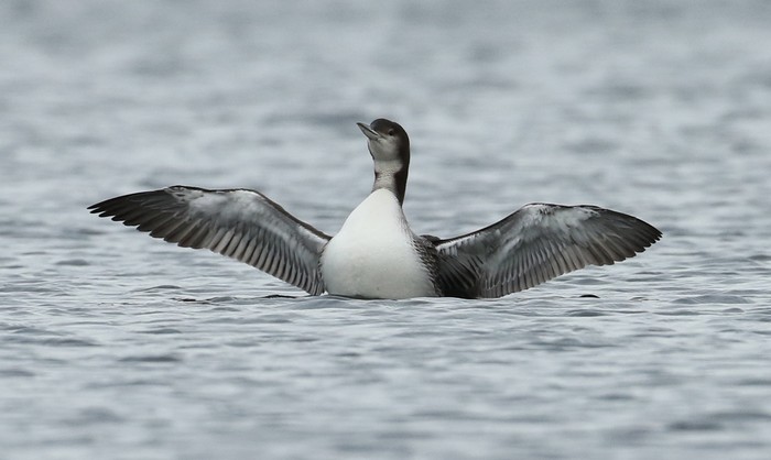 Great Northern Diver