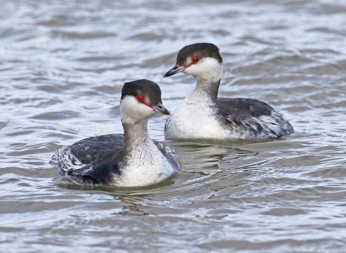Slavonian Grebe