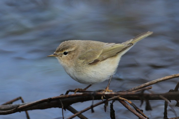Siberian Chiffchaff