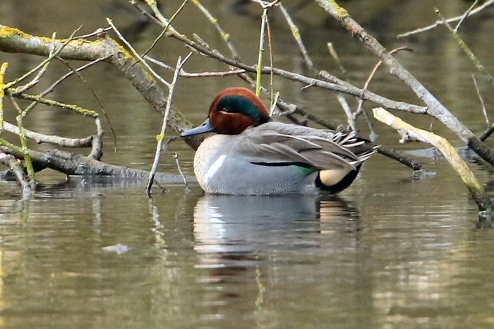 Green-winged Teal