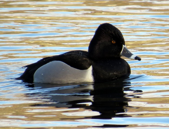 Ring-necked Duck