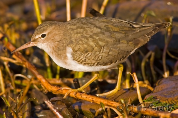 Spotted Sandpiper