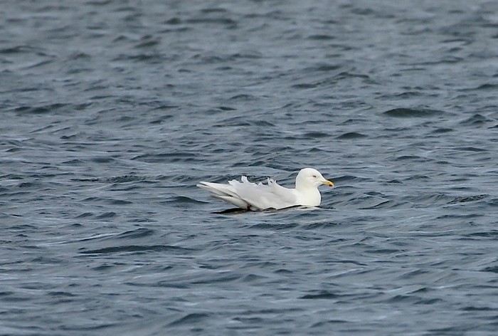 Iceland Gull
