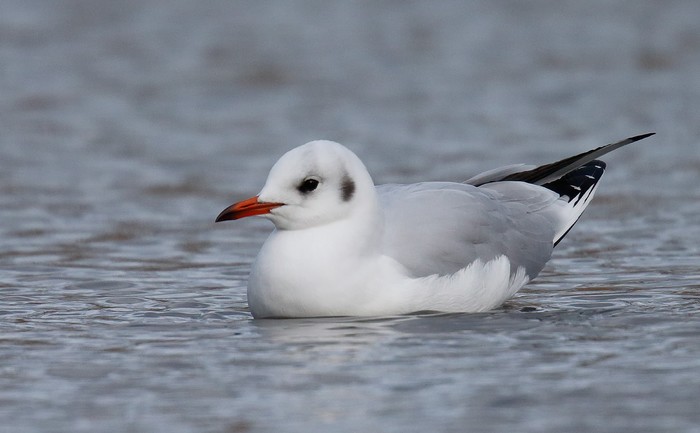 Black-headed Gull