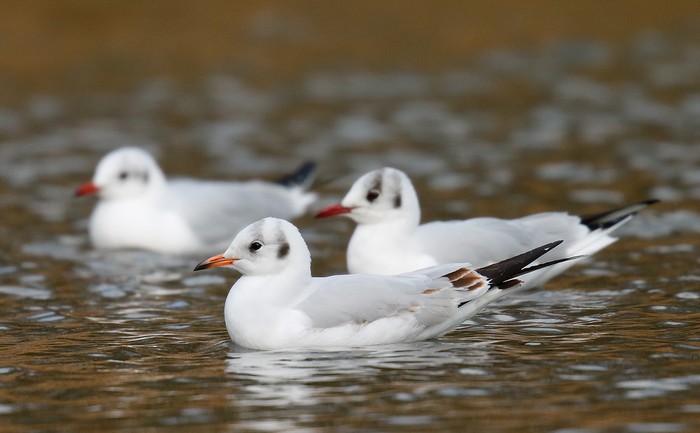 Black-headed Gull