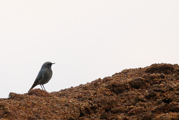 Black Redstart
