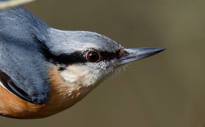 Nuthatch