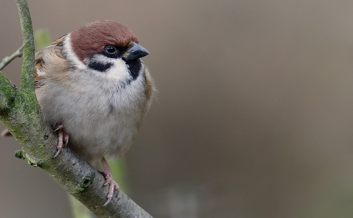 Tree Sparrow