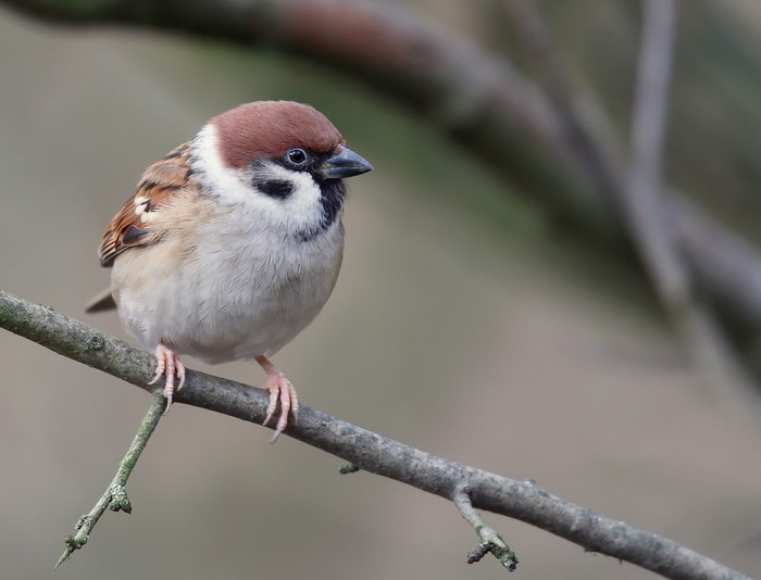 Tree Sparrow