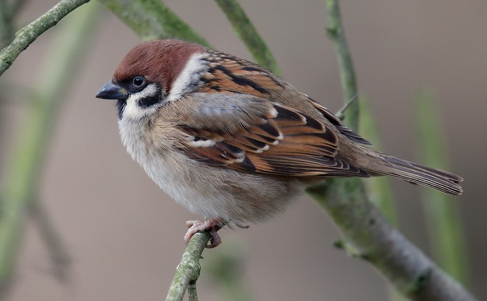 Tree Sparrow