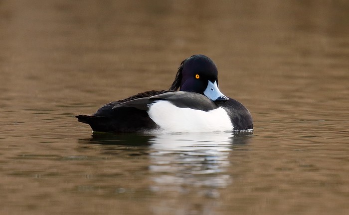 Tufted Duck