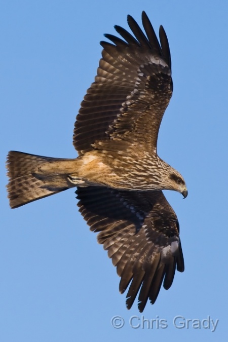 Black Kite