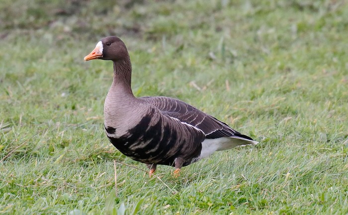 Greenland White-fronted Goose
