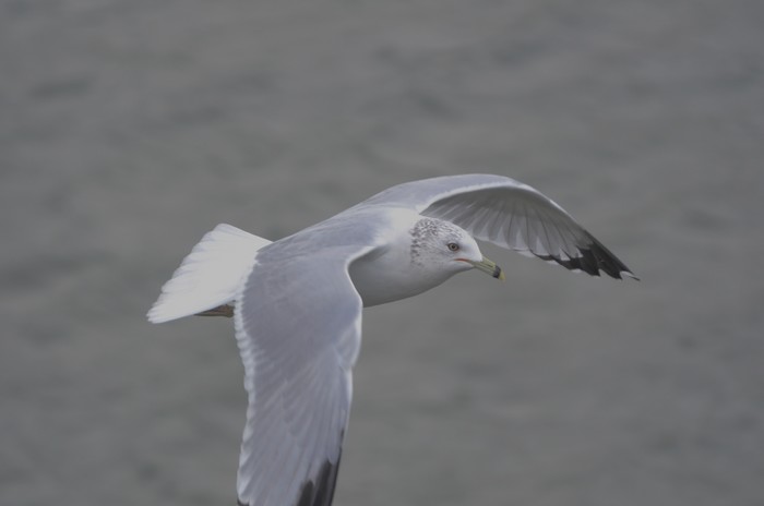 Ring-billed Gull