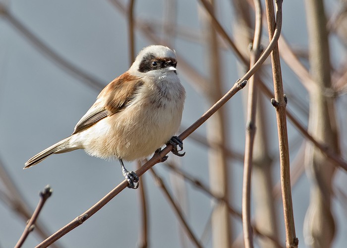 Penduline Tit
