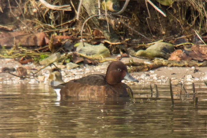 Ferruginous Duck