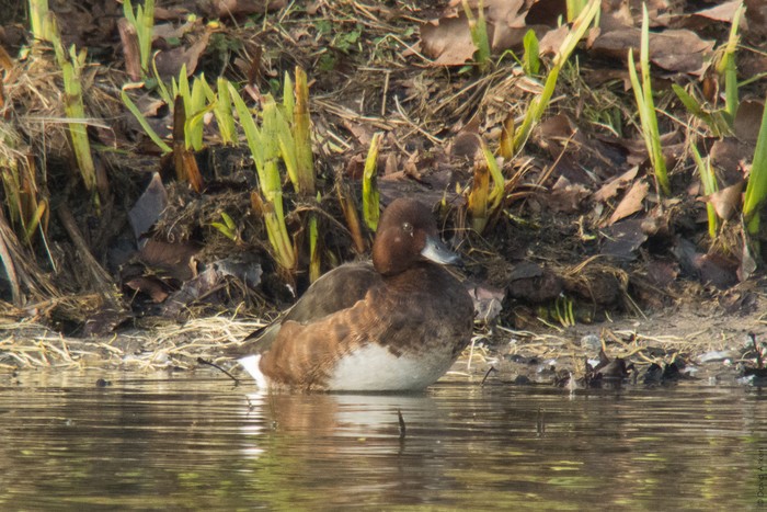 Ferruginous Duck