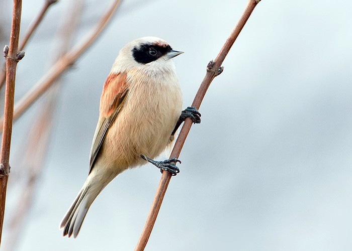 Penduline Tit