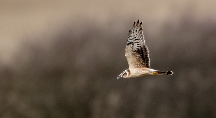 Pallid Harrier