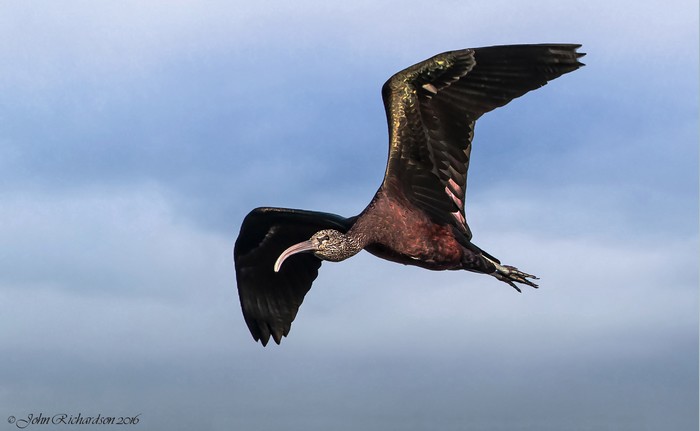 Glossy Ibis