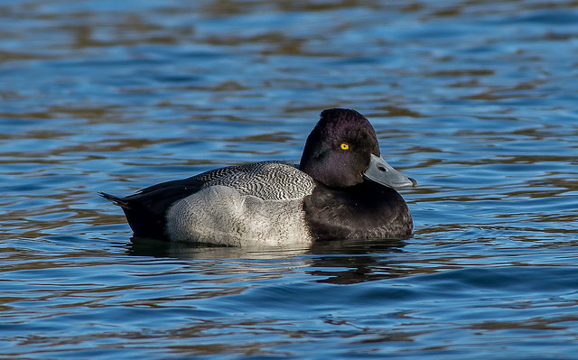 Lesser Scaup