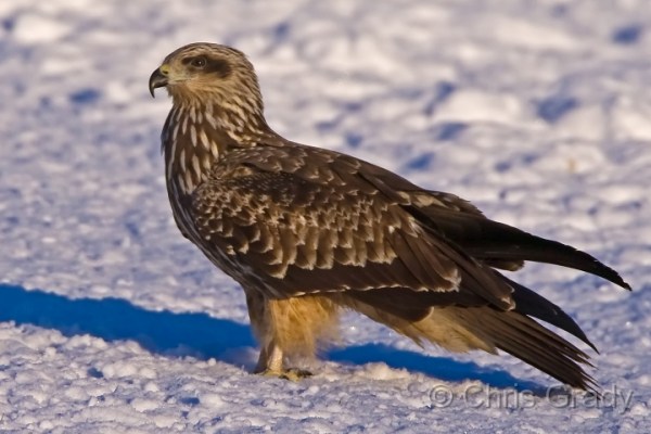 Black Kite