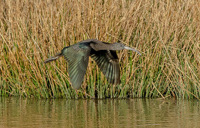 Glossy Ibis