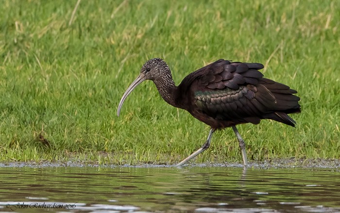 Glossy Ibis
