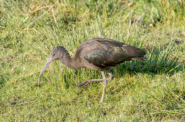 Glossy Ibis