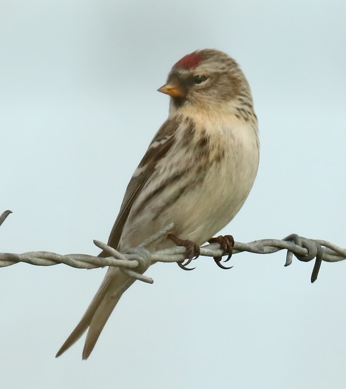 Coues's Arctic Redpoll