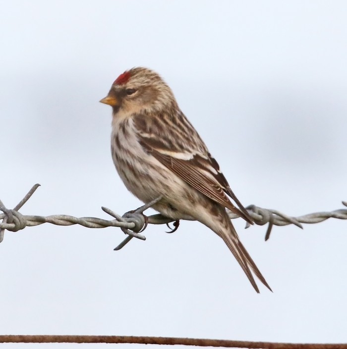 Coues's Arctic Redpoll