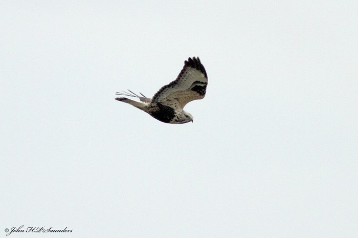 Rough-legged Buzzard