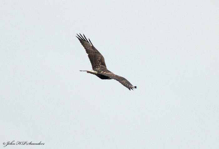 Rough-legged Buzzard