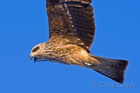 Black Kite