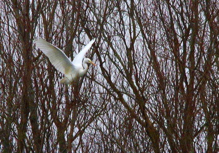 Great White Egret