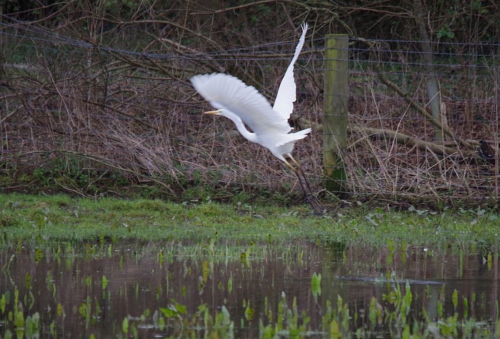 Great White Egret