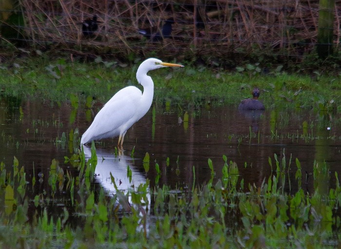 Great White Egret