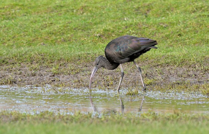 Glossy Ibis