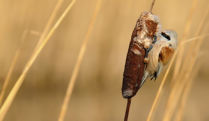 Penduline Tit