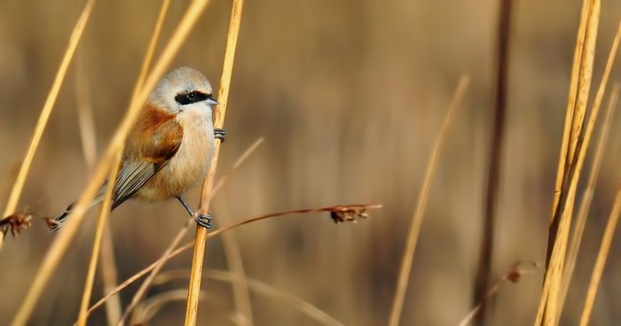 Penduline Tit