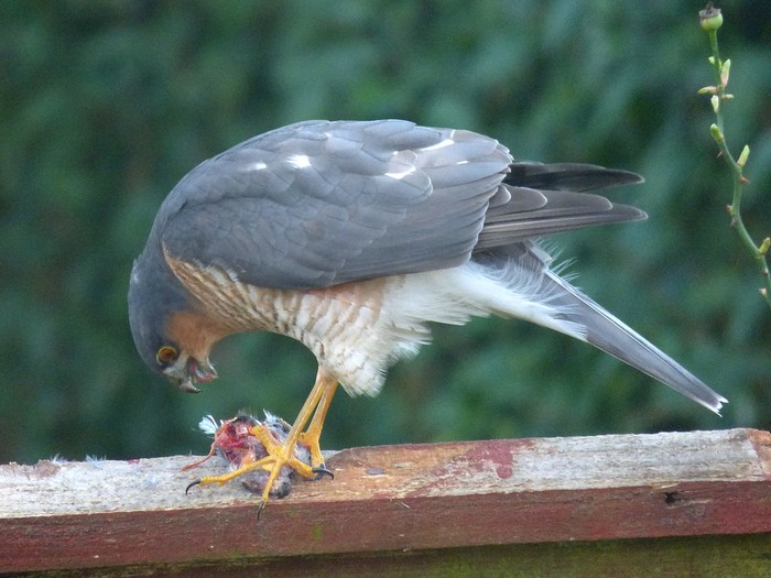 Sparrowhawk