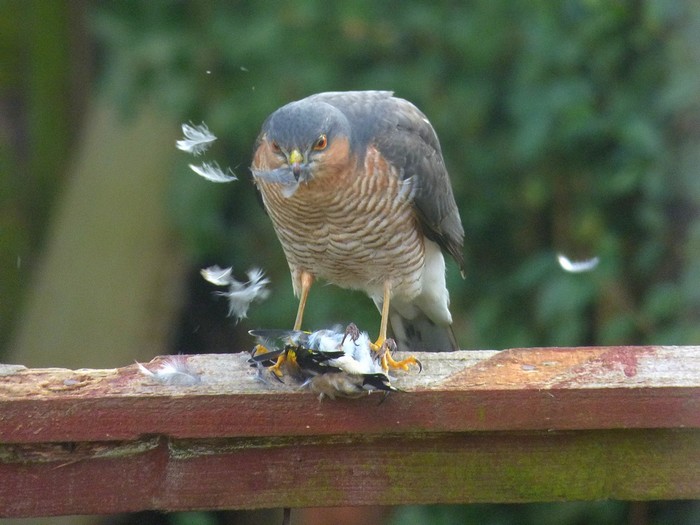 Sparrowhawk